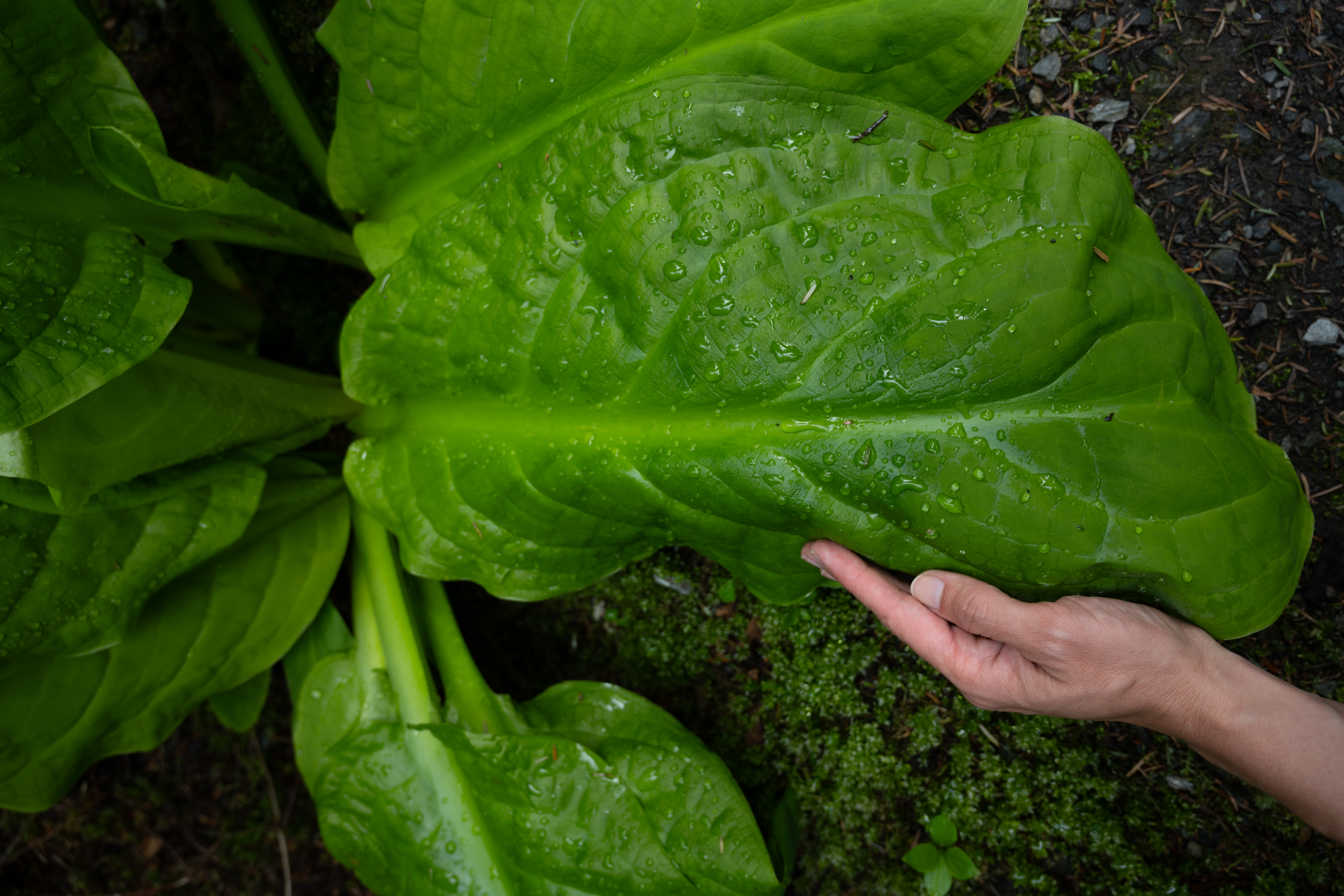 Underground Rainbows of SouthEast Alaska: LGBTQ+ Resilience in Remote Towns