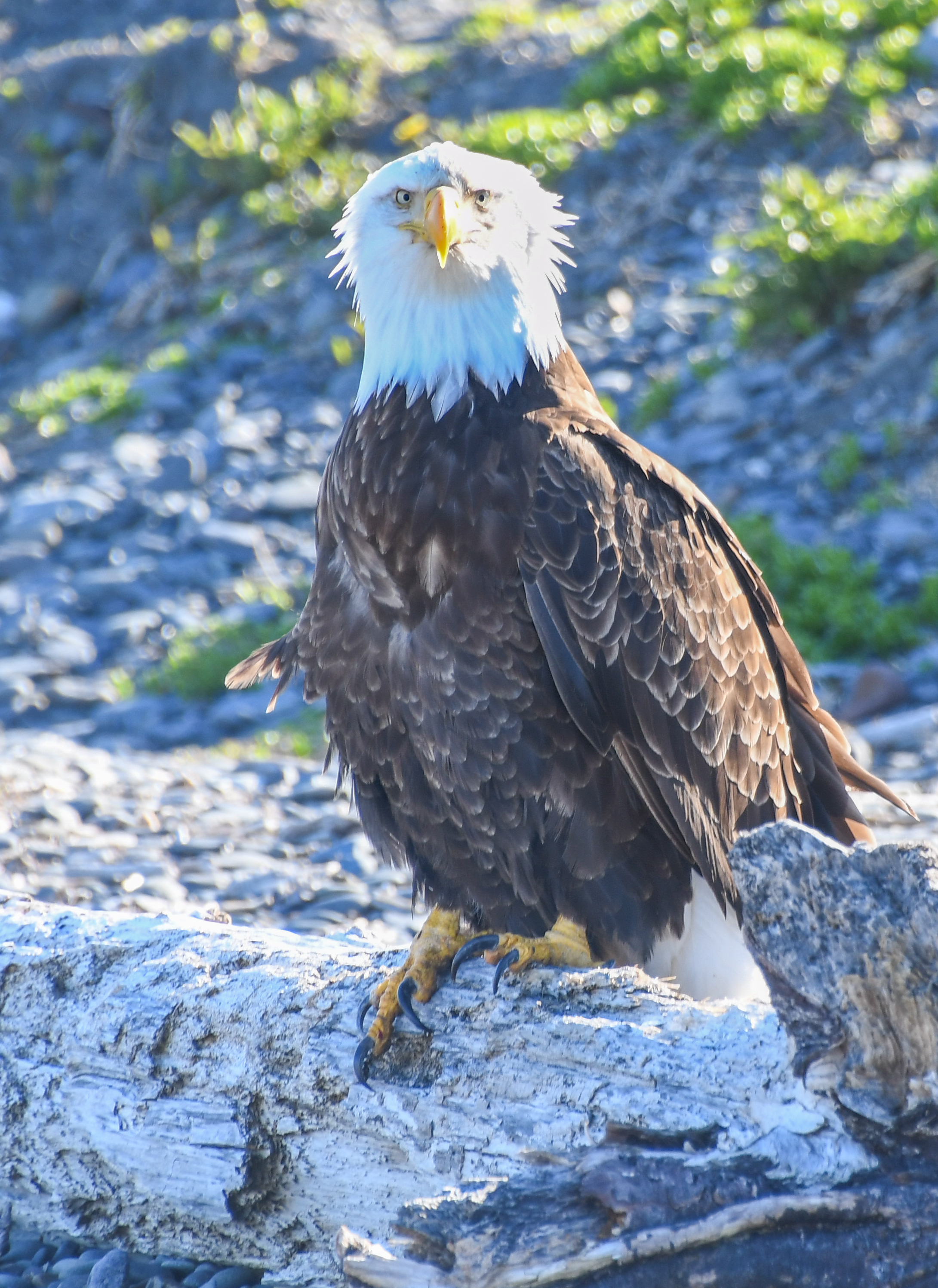 Bald eagle sitting on driftwood in Homer Alaska