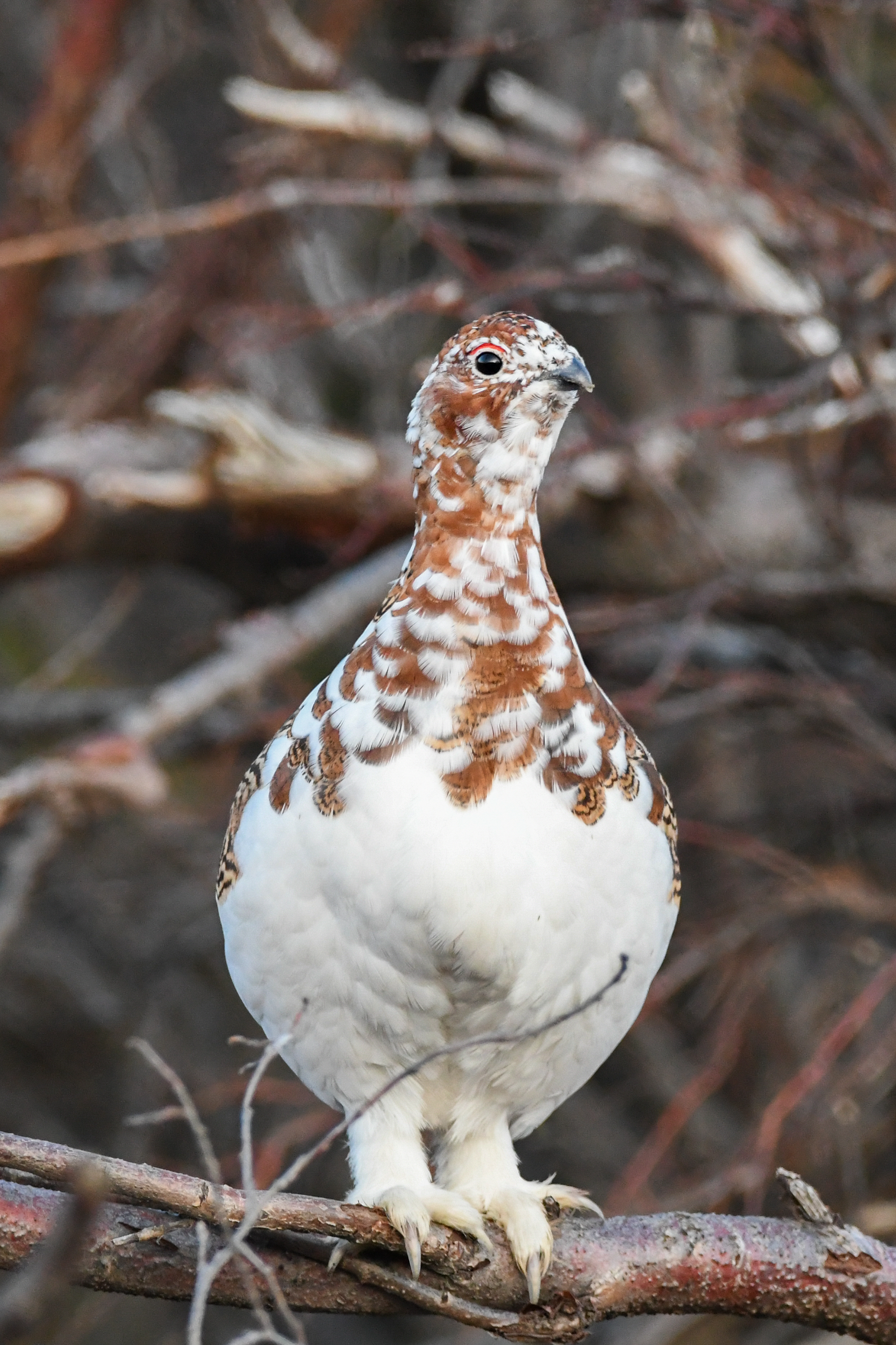 A Solo QueerVenture to the Yukon’s Tombstone Territorial Park