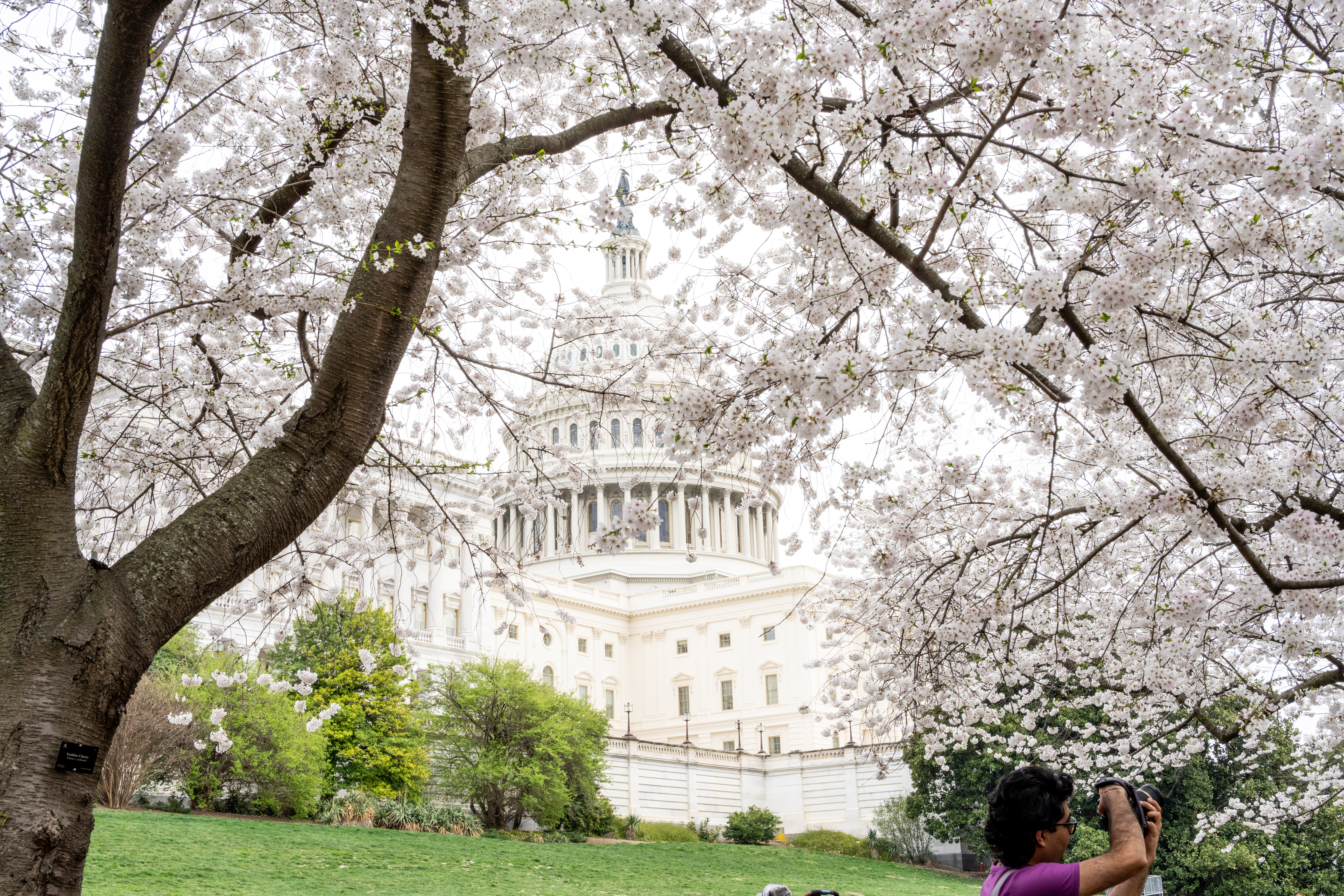 Cherry Blossoms, Queer Community, and a City in Flux: Notes from the Road in D.C.